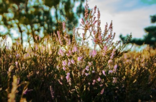 Luftbild vom Bernsteinsee Strand und See