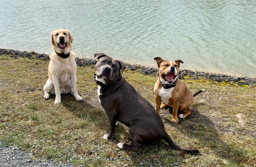 3hunde Drei glückliche Hunde am Elbe-Seitenkanal