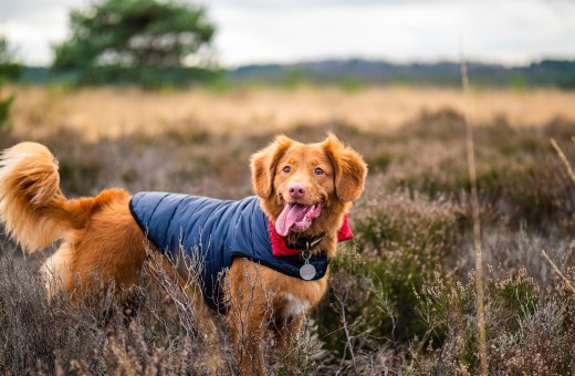 Hund in der Südheide