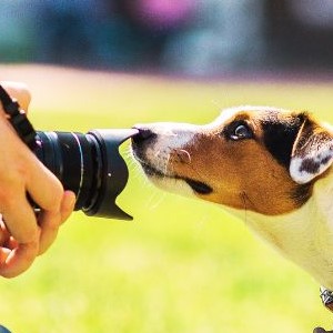 hund shooting1